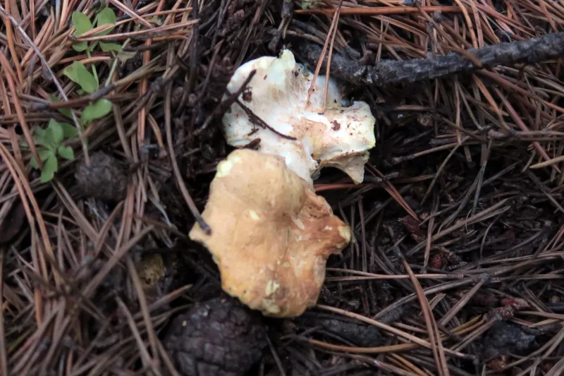 Albatrellopsis confluens 1 - Campo 2